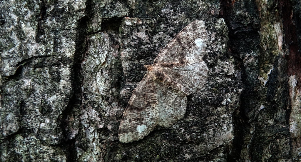 Przylepek podobniak (Parectropis similaria)