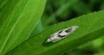 Cochylimorpha alternana