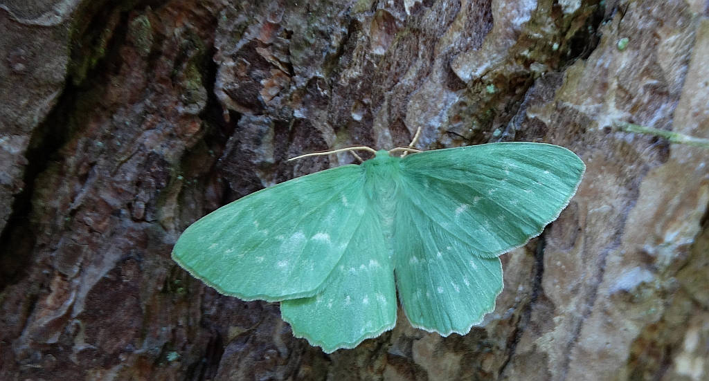 Miernik zieleniak (Geometra papilionaria)