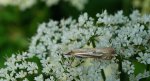 Crambus lathoniellus