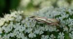 Crambus lathoniellus