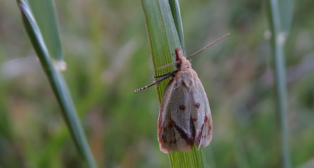Agapeta hamana
