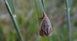 Agapeta hamana