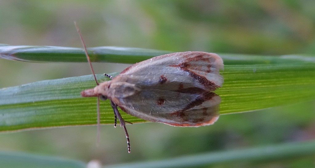 Agapeta hamana