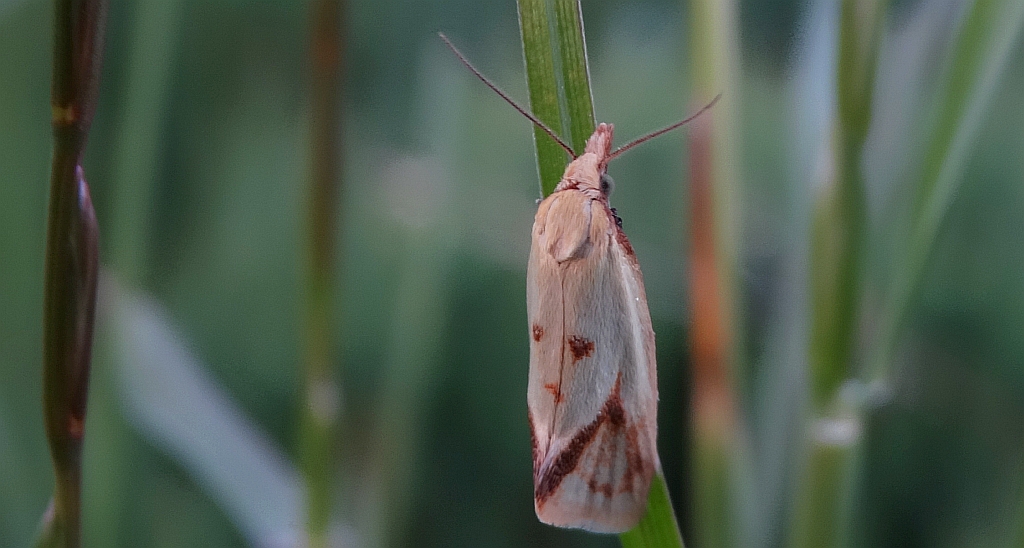 Agapeta hamana
