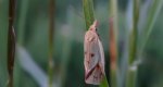 Agapeta hamana