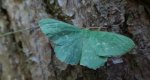 Miernik zieleniak (Geometra papilionaria)