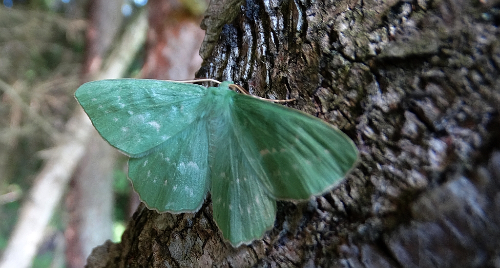 Miernik zieleniak (Geometra papilionaria)