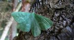 Miernik zieleniak (Geometra papilionaria)