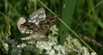 Witalnik naostrzak (Chiasmia clathrata)