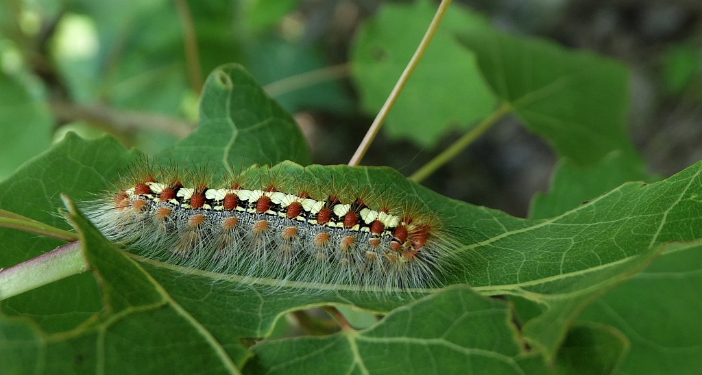 Białka wierzbówka (Leucoma salicis)