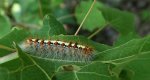 Białka wierzbówka (Leucoma salicis)