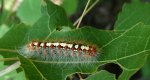 Białka wierzbówka (Leucoma salicis)