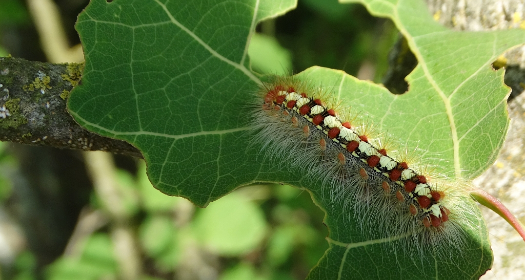 Białka wierzbówka (Leucoma salicis)