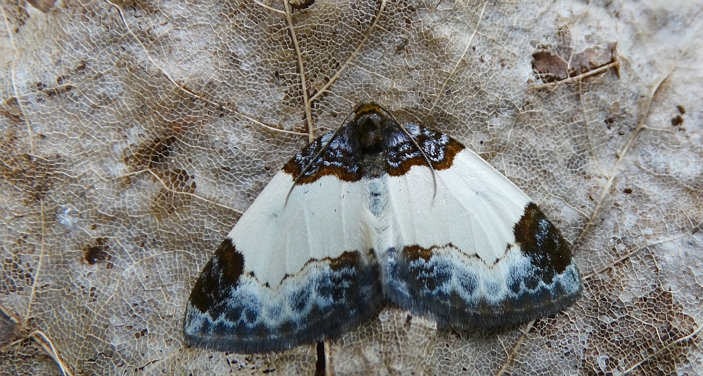 Paśnik maliniak (Mesoleuca albicillata)