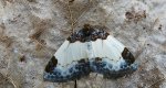 Paśnik maliniak (Mesoleuca albicillata)