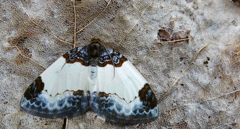 Paśnik maliniak (Mesoleuca albicillata)