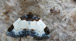 Paśnik maliniak (Mesoleuca albicillata)