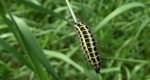 Kraśnik pięcioplamek (Zygaena trifolii)