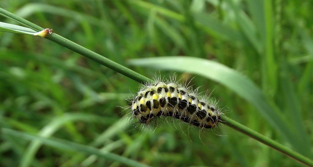 Kraśnik pięcioplamek (Zygaena trifolii)