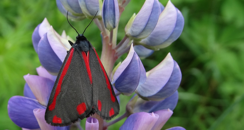 Proporzyca marzymłódka (Tyria jacobaeae)