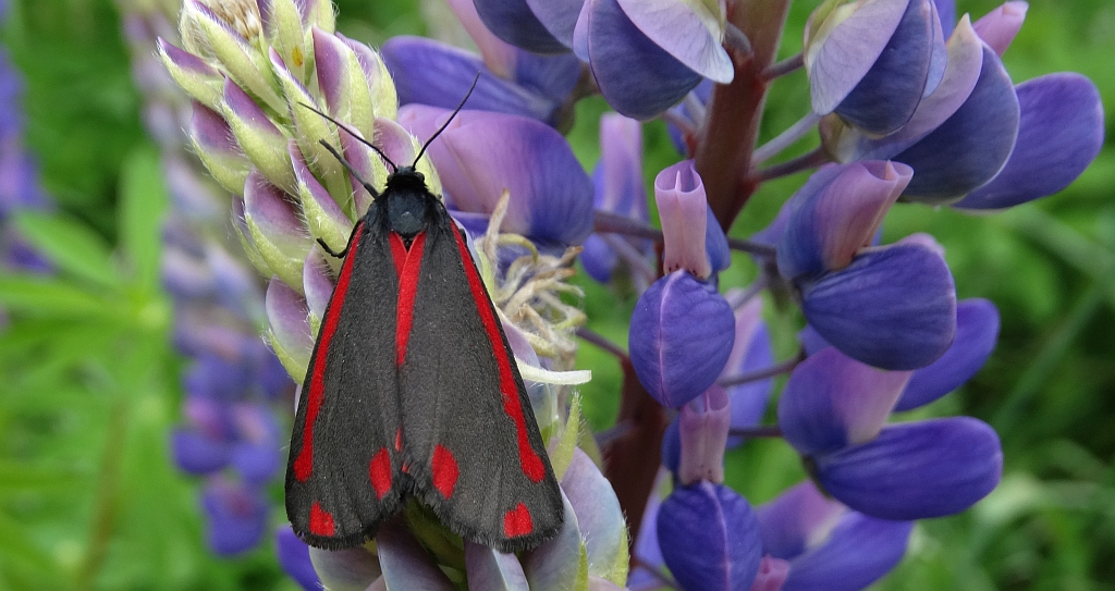 Proporzyca marzymłódka (Tyria jacobaeae)
