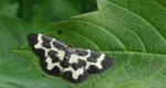 Plamiec nabrzoziak (Lomaspilis opis)