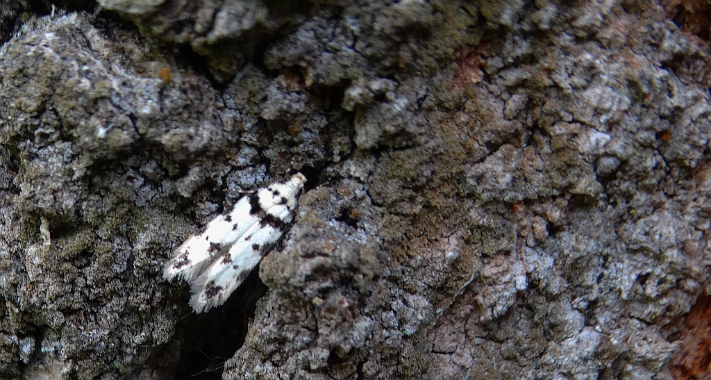 Pseudotelphusa scalella