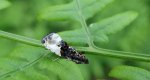 Apotomis betuletana