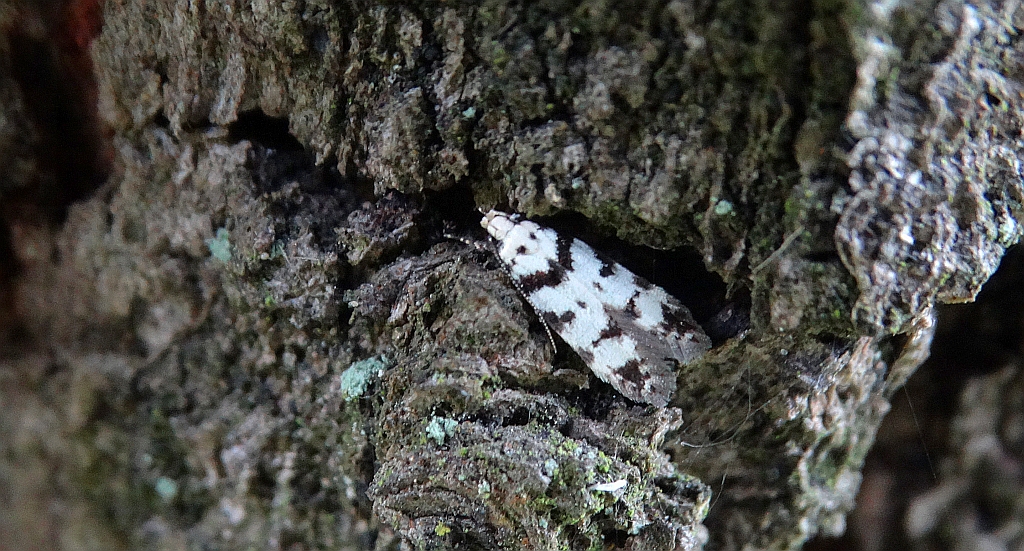 Pseudotelphusa scalella