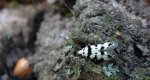 Pseudotelphusa scalella