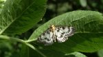 Przezierka pokrzywianka (Anania hortulata)