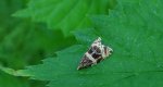 Celypha rivulana