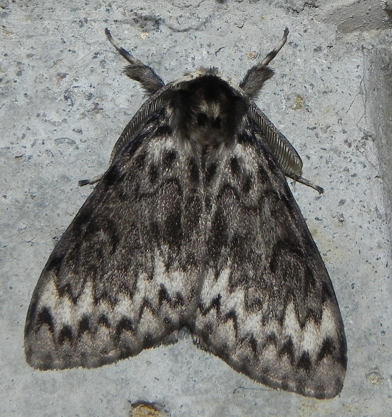 Brudnica mniszka (Lymantria monacha)