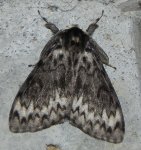 Brudnica mniszka (Lymantria monacha)