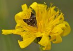 Wznosik Fabrycjusza (Anthophila fabriciana)