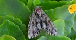Apamea monoglypha