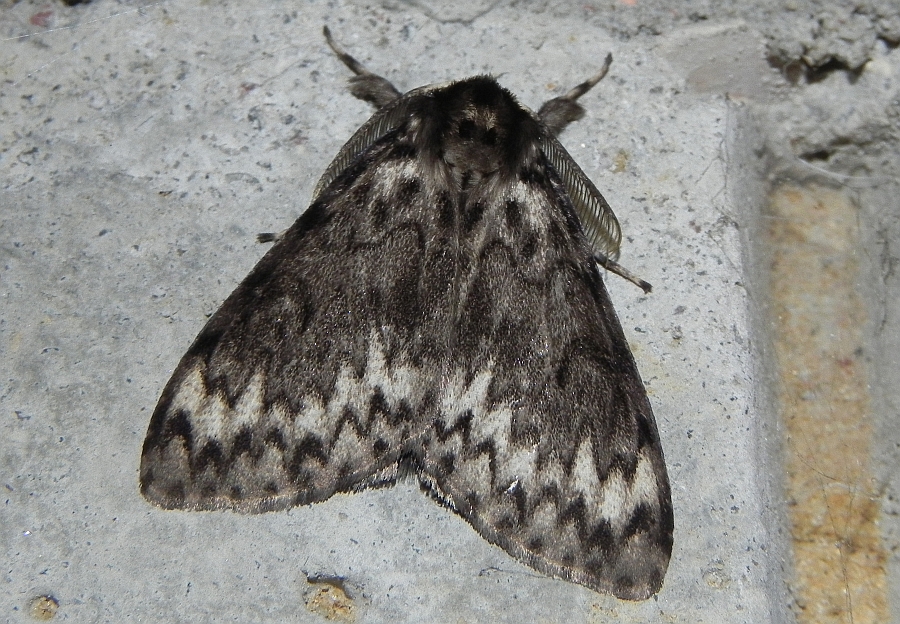 Brudnica mniszka (Lymantria monacha)