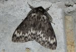 Brudnica mniszka (Lymantria monacha)