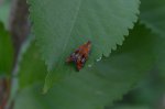 Olethreutes arcuella