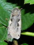 Rolnica panewka (Rhyacia c-nigrum L)