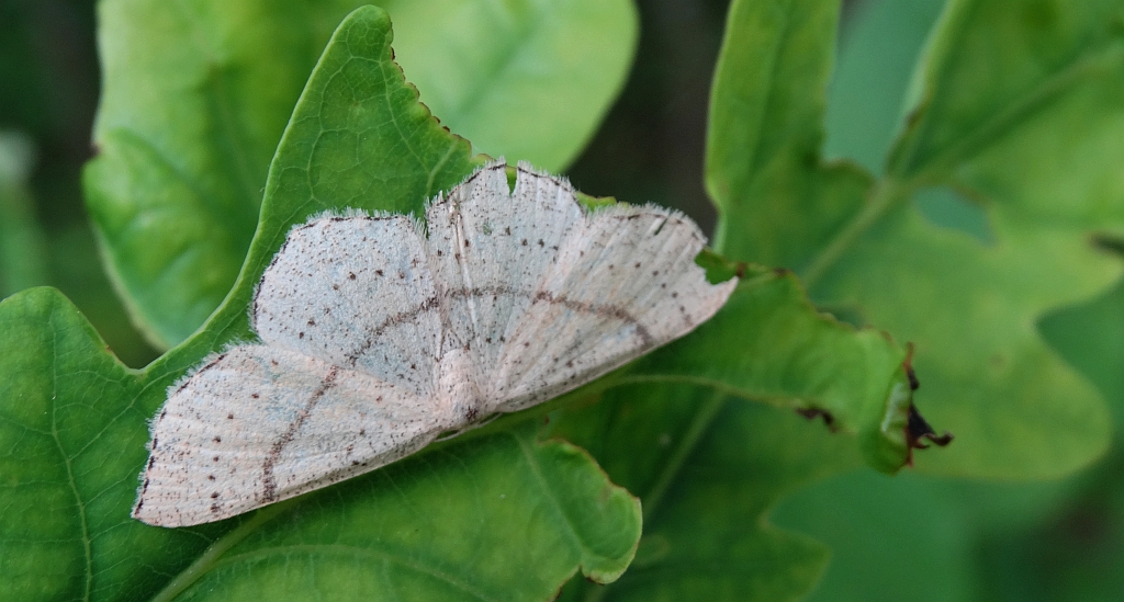 Świerzbik nakropek (Cyclophora punctaria)