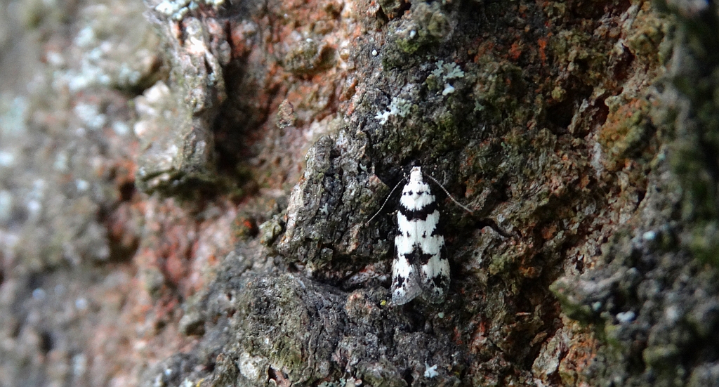 Pseudotelphusa scalella