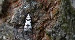 Pseudotelphusa scalella