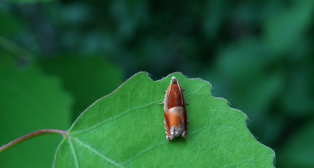 Ancylis mitterbacheriana