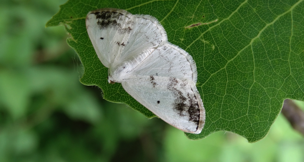 Ciemnokres czeremszak (Lomographa temerata)