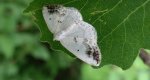 Ciemnokres czeremszak (Lomographa temerata)