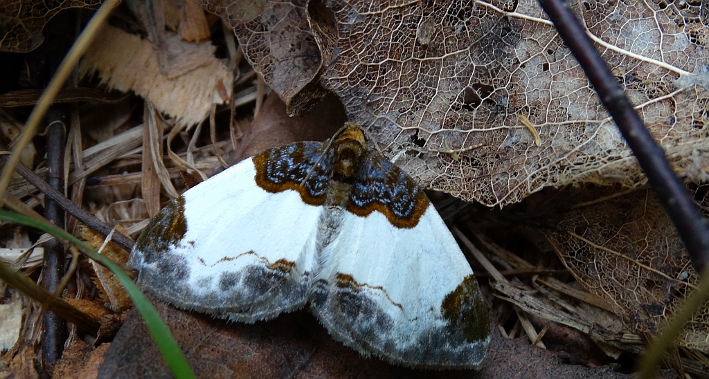 Paśnik maliniak (Mesoleuca albicillata)