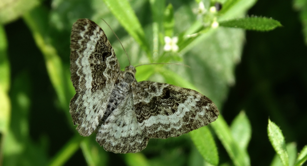 Paśnik smętniak (Epirrhoe tristata)