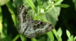 Paśnik smętniak (Epirrhoe tristata)